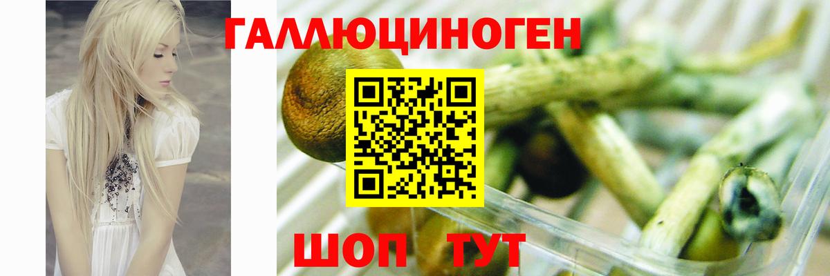 где продают   Псилоцибиновые грибы Cubensis  Вход с VPN  Зеленогорск 
